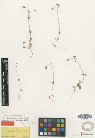 Holosteum tenerrimum Boiss. [syntype]