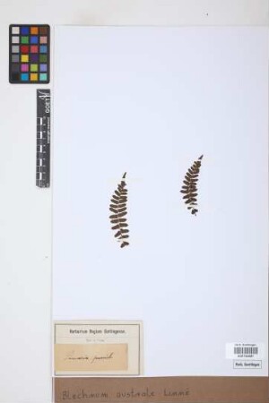 Blechnum australe L.