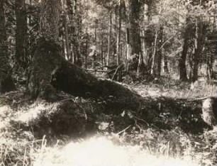 Bialowieza. Entstehung von Stelzenbäumen, auf gestürztem moosüberwuchertem Stamm wachsende Fichten