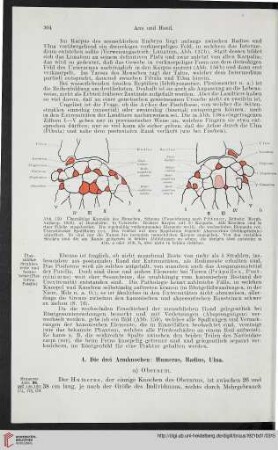 4: Die drei Armknochen: Humerus, Radius, Ulna