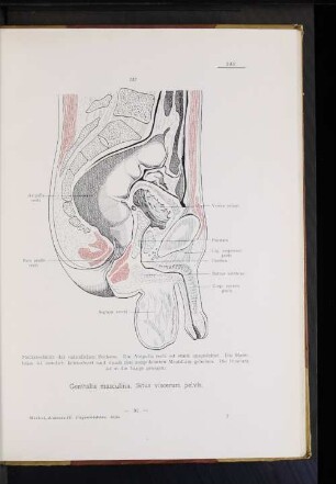 Situs viscerum pelvis.