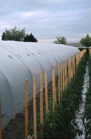 Fotografie: Gartenbautechnik, Gartenbautechnik-Freiland, Erntetechnik, Tomate
