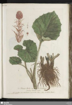 Le Pétasite Herbe aux Teigneux