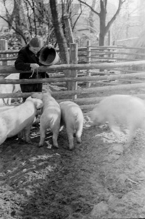 Reportage vom Volksgut Struppen : Mädchen beim Füttern von Schweinen