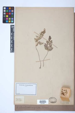 Asplenium adiantum-nigrum L.