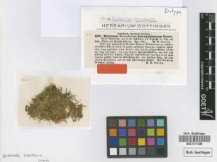 Hypnum lorentzianum Molendo ex Lorentz [isotype]