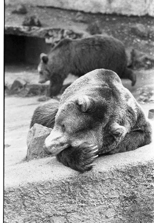 Braunbären im Karlsruher Zoo.