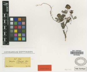 Astragalus sibthorpianus Boiss. [syntype]