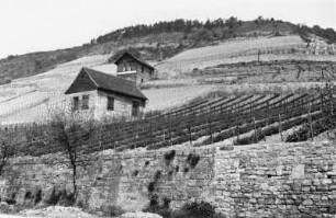 Weinberge : Die Weinberge bei Freyburg