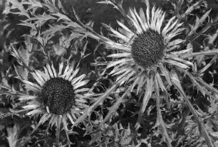 Korbblütler (Compositae, Asteraceae). Silberdistel (Carlina acaulis). Blühende Exemplare