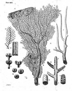 Plate XXVI