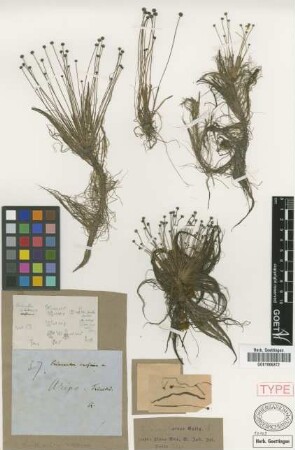 Eriocaulon caesium Griseb. [type]