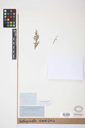 Selaginella cordifolia (Desv. ex Poir.) Spring