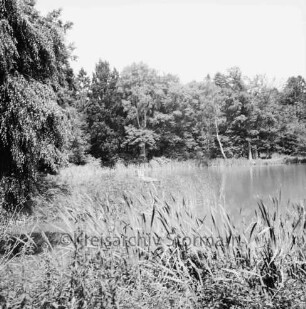 Manhagen-Teich: vorn Schilf: hinten Bäume des Parks Manhagen