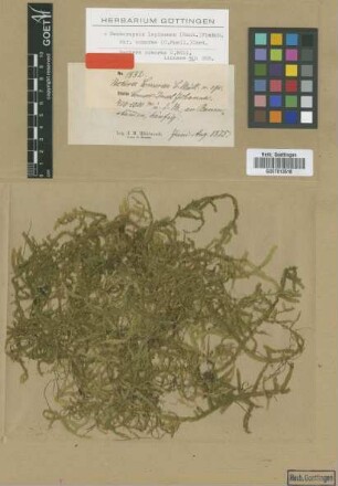 Neckeropsis lepineana (Mont.) M.Fleisch. var. comorae (Müll.Hal.) Cardot