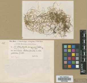 Orthostichopsis aeruginosa (Müll.Hal.) Broth.