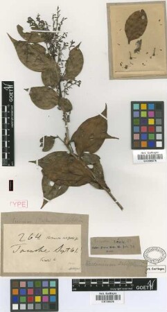 Thibaudia latifolia Griseb. [type]