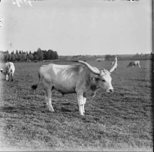 Ungarisches Steppenrind : Ungarisches Steppenrind (Bos primigenius taurus Linnaeus magyar).