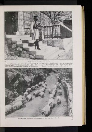 Montenegrinische Frauen treiben eine Herde Schafe dem Heere nach.