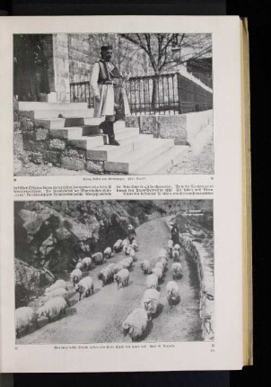 Montenegrinische Frauen treiben eine Herde Schafe dem Heere nach.