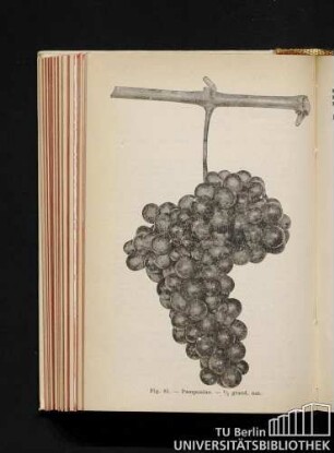 Fig. 85. - Pampanino. 1/2 grand. nat.