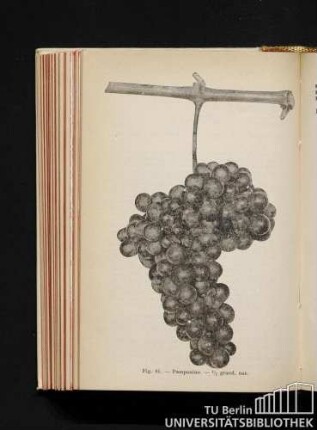 Fig. 85. - Pampanino. 1/2 grand. nat.