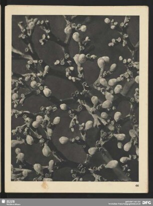 Valeriana alliarüfolia - Baldrian - Fruchtdolde (8mal vergrößert)