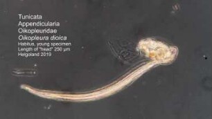 Oikopleura dioica Helgoland 2019