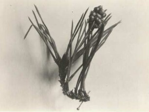 Kiefernspinner (Dendrolimus pini). Eiablage an Nadeln