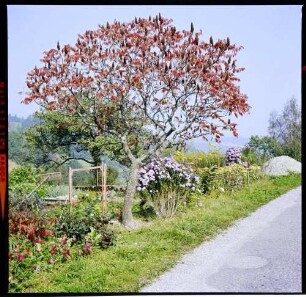 Rotzingen: roter Baum im Herbstlaub