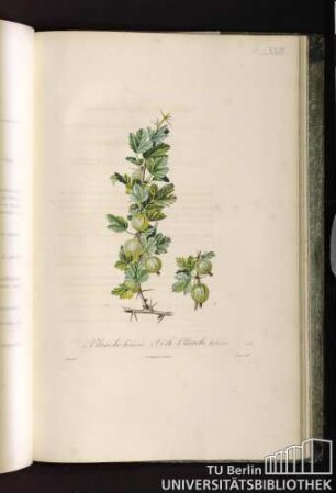 Pl. LXXIII. 1. Blanche hérissée. 2. Verte-blanche hérissée.