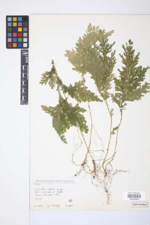 Selaginella stellata Spring