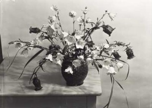 "Blumen um uns" (Photographische Plaudereien in Wort und Bild). Blumenstilleben (Glockenblumen in einem Keramiktopf, auf einem Küchenstuhl stehend)