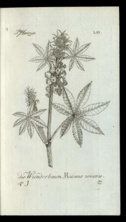 27. der Wunderbaum, Ricinus com̅unis.