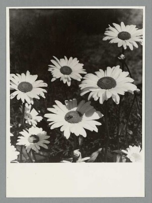 Margeriten
