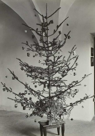 Weihnachtsbaum : Weihnachtsbaum im Raum der Dresdner Heide