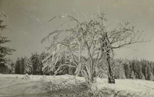 Winter im Erzgebirge. Raufrostbehangene Eberesche in Schellerhau