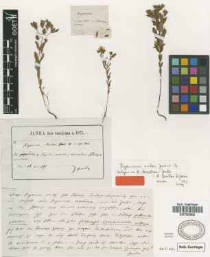 Hypericum jankae Nyman [type]