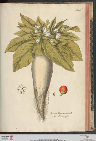 Tab. 126 - Tab. 150