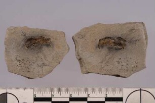 Rüsselkäfer (Pliocleonus gibbosus)