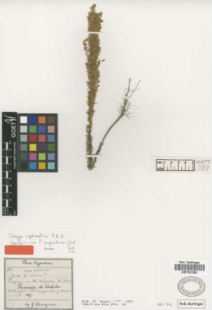 Conyza serpentaria Griseb. [syntype]