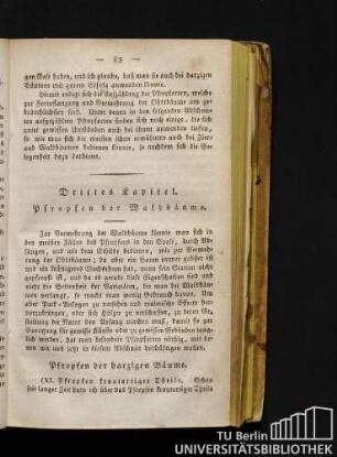 Drittes Kapitel. Pfropfen der Waldbäume.