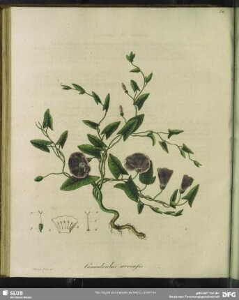 Zu Tabula XXIIII. Convolvulus Arvensis. Ackerwinde