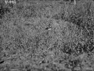 Kiebitz : Kiebitz (Vanellus vanellus Linnaeus), Jungvogel.