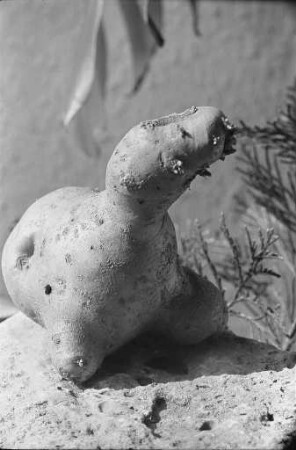 Kartoffel-Kuriosität.