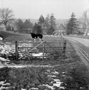 Groß Barnitz: Landwirtschaft: Hauskoppel mit schwarzbunten Kühen: dahinter Bauernhäuser und Bäume: Winter