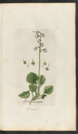 146. Pyrola rotundifolia
