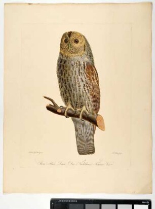 Strix Aluco. Linn. Der Nachtkauz. Femina. Var. - Waldkauz. Strix aluco; fem var. - Zeichner: Ambrosius Gabler; Stecher: Johann Carl Bock