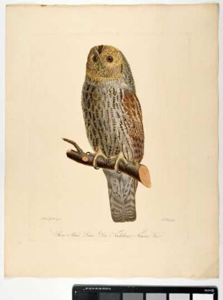 Strix Aluco. Linn. Der Nachtkauz. Femina. Var. - Waldkauz. Strix aluco; fem var. - Zeichner: Ambrosius Gabler; Stecher: Johann Carl Bock