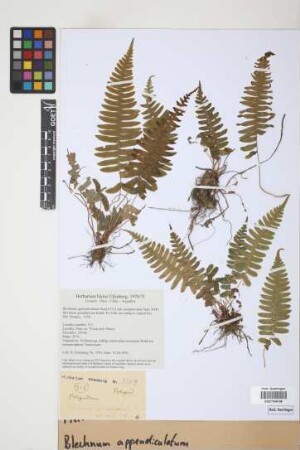 Blechnum appendiculatum Willd.